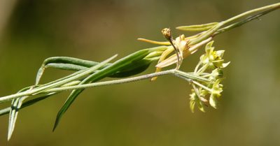 Aspidonepsis flava, photographed by Tony Rebelo