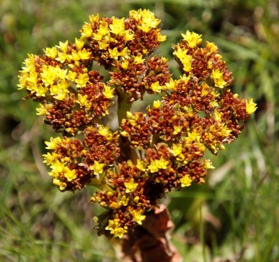 Crassula vaginata, photographed by Tony Rebelo