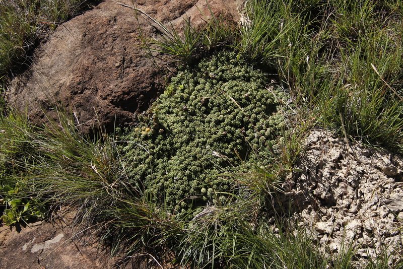 Euphorbia clavarioides, photographed by Tony Rebelo