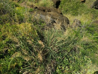 Eragrostis variabilis, photographed by Kevin Faccenda