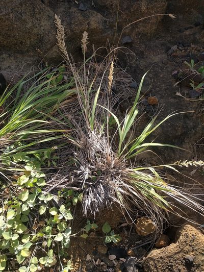 Eragrostis variabilis, photographed by Kevin Faccenda