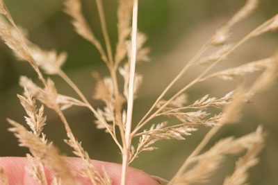 Eragrostis variabilis, photographed by Kevin Faccenda