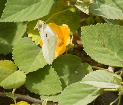 Sida fallax, photographed by Kevin Faccenda