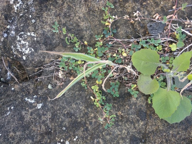 Panicum torridum, photographed by Kevin Faccenda