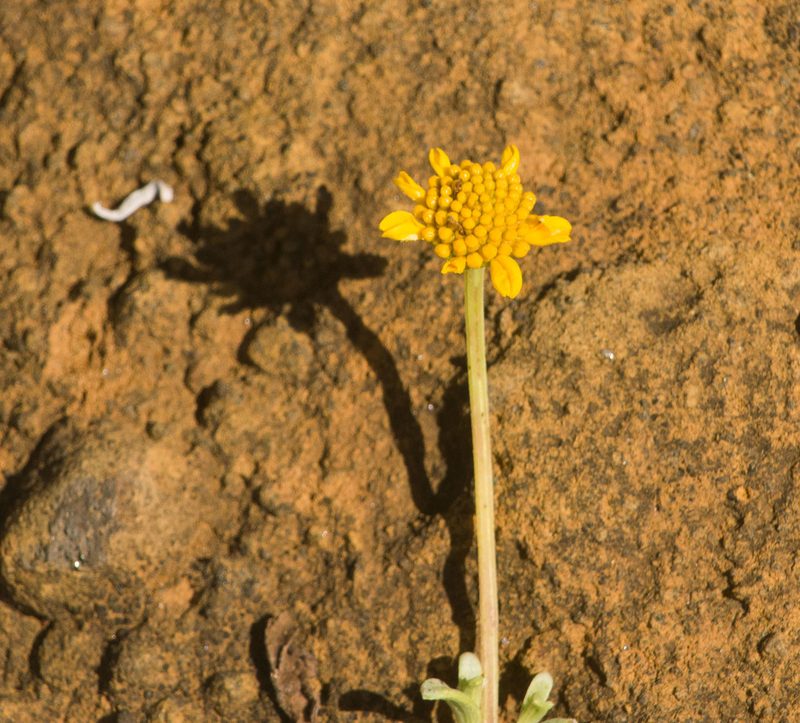 Melanthera integrifolia, photographed by Kevin Faccenda