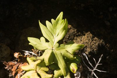 Doryopteris decipiens, photographed by Kevin Faccenda