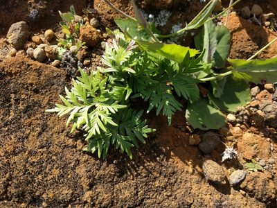 Doryopteris decipiens, photographed by Kevin Faccenda
