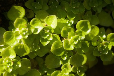 Pilea peploides, photographed by Kevin Faccenda