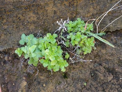 Pilea peploides, photographed by Kevin Faccenda