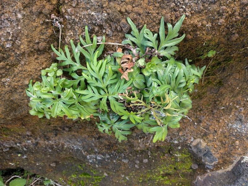Doryopteris decipiens, photographed by Kevin Faccenda