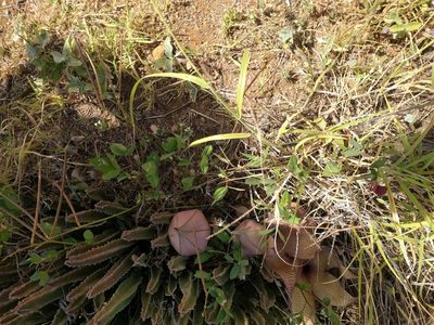 Stapelia gigantea, photographed by Kevin Faccenda