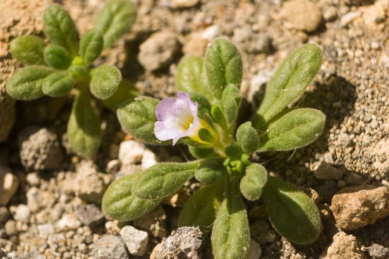 Nama sandwicensis, photographed by Kevin Faccenda