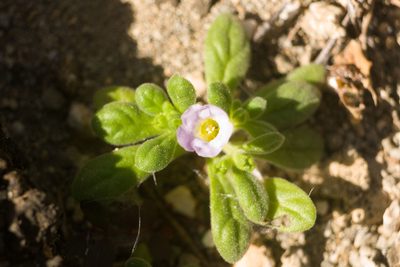 Nama sandwicensis, photographed by Kevin Faccenda