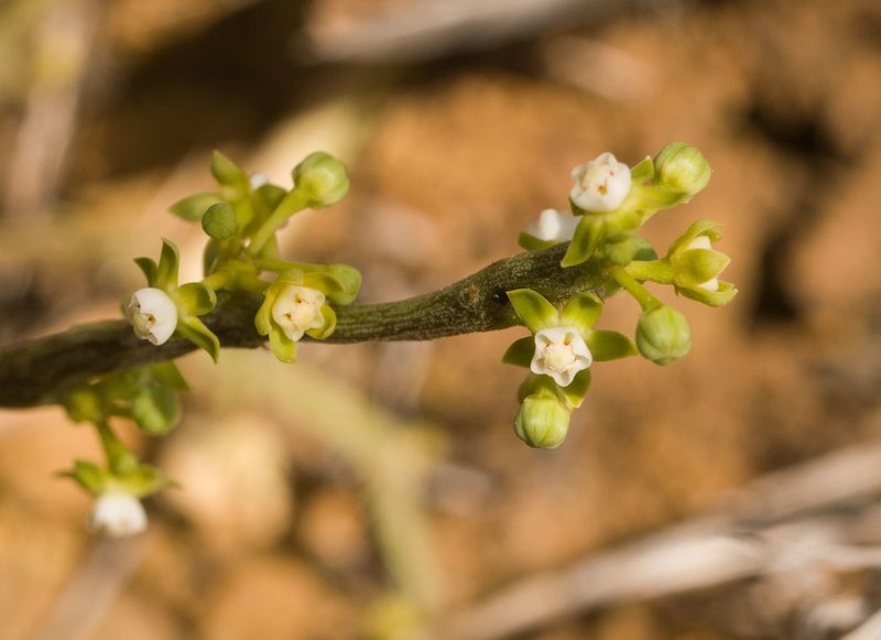 Cynanchum gerrardii, photographed by Kevin Faccenda