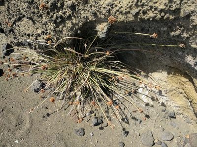 Fimbristylis cymosa, photographed by Kevin Faccenda