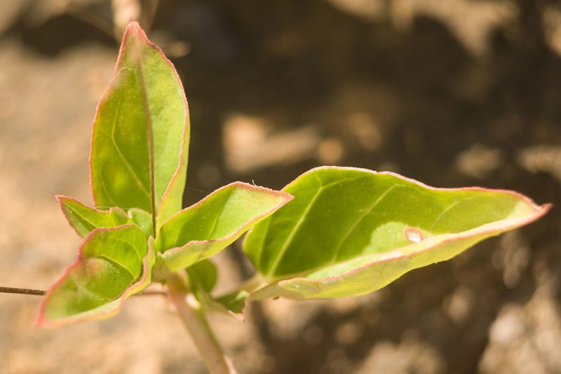 Boerhavia acutifolia, photographed by Kevin Faccenda