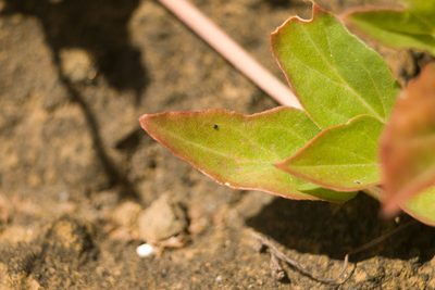Boerhavia acutifolia, photographed by Kevin Faccenda