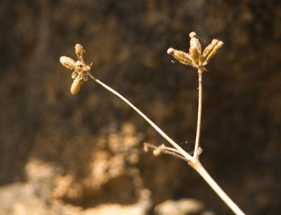 Boerhavia acutifolia, photographed by Kevin Faccenda
