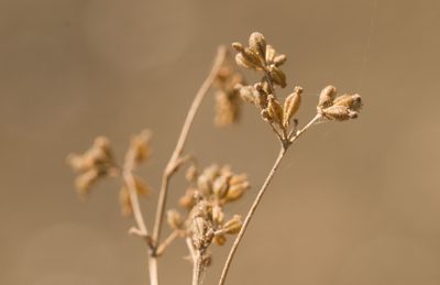 Boerhavia acutifolia, photographed by Kevin Faccenda