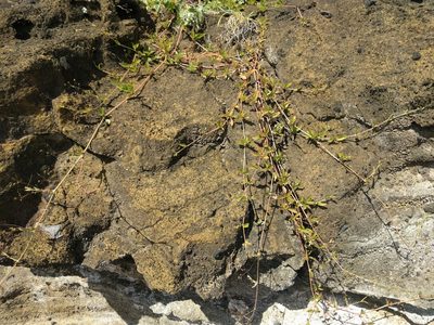 Boerhavia acutifolia, photographed by Kevin Faccenda