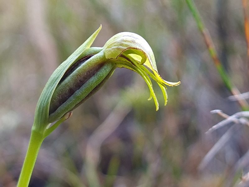 Waireia stenopetala, photographed by gnapp