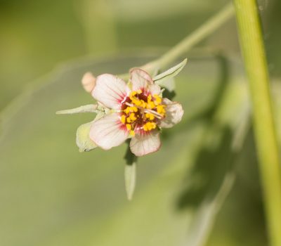 Abutilon incanum, photographed by Kevin Faccenda