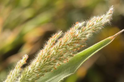 Panicum torridum, photographed by Kevin Faccenda