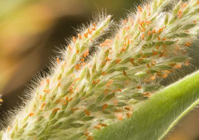 Panicum torridum, photographed by Kevin Faccenda