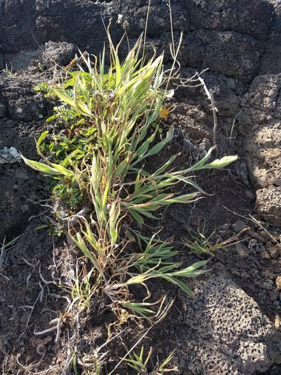 Panicum torridum, photographed by Kevin Faccenda