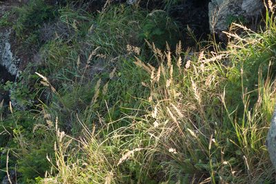 Eragrostis variabilis, photographed by Kevin Faccenda
