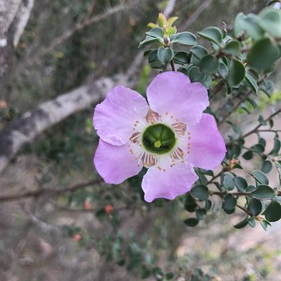 Leptospermum rotundifolium, photographed by Jesse de Vries