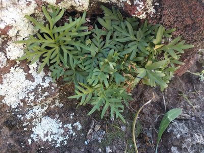 Doryopteris decipiens, photographed by Kevin Faccenda