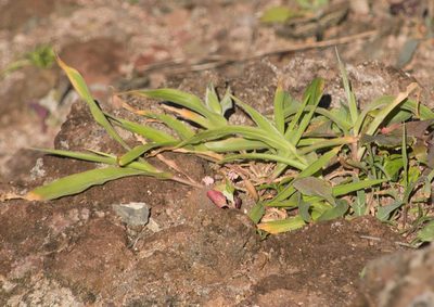 Panicum torridum, photographed by Kevin Faccenda