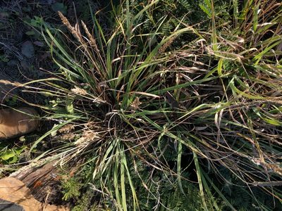 Eragrostis variabilis, photographed by Kevin Faccenda