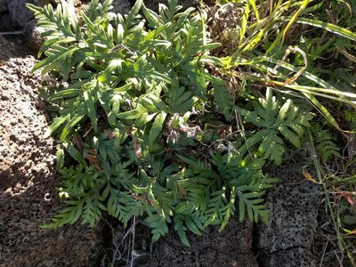 Doryopteris decipiens, photographed by Kevin Faccenda