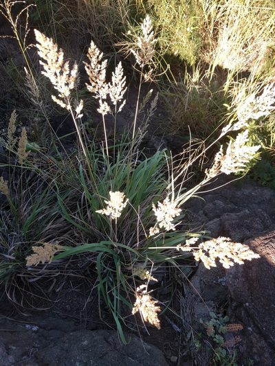 Eragrostis variabilis, photographed by Kevin Faccenda