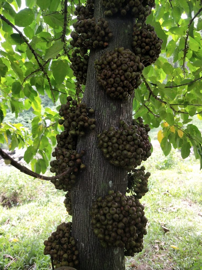 Ficus heteropoda, photographed by Greg III Espera