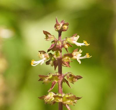 Ocimum gratissimum, photographed by Kevin Faccenda