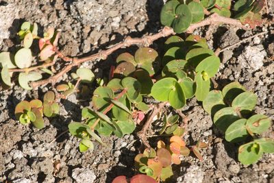 Euphorbia degeneri, photographed by Kevin Faccenda