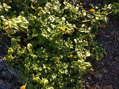 Melanthera integrifolia, photographed by Kevin Faccenda