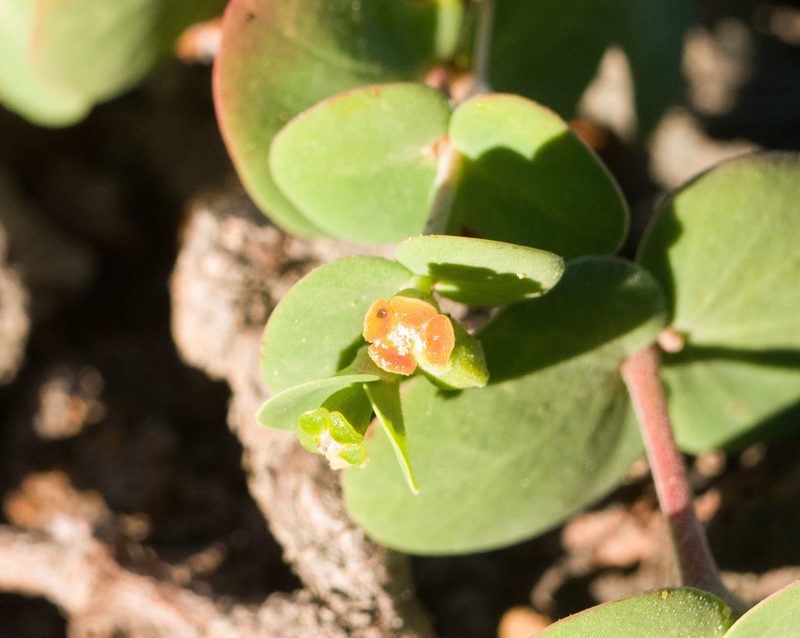 Euphorbia degeneri, photographed by Kevin Faccenda