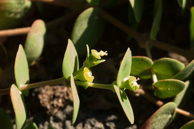 Euphorbia degeneri, photographed by Kevin Faccenda