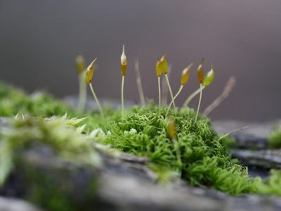 Dicranoweisia cirrata, photographed by Alexis Tinker-Tsavalas