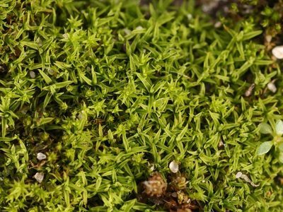 Barbula unguiculata, photographed by Alexis Tinker-Tsavalas