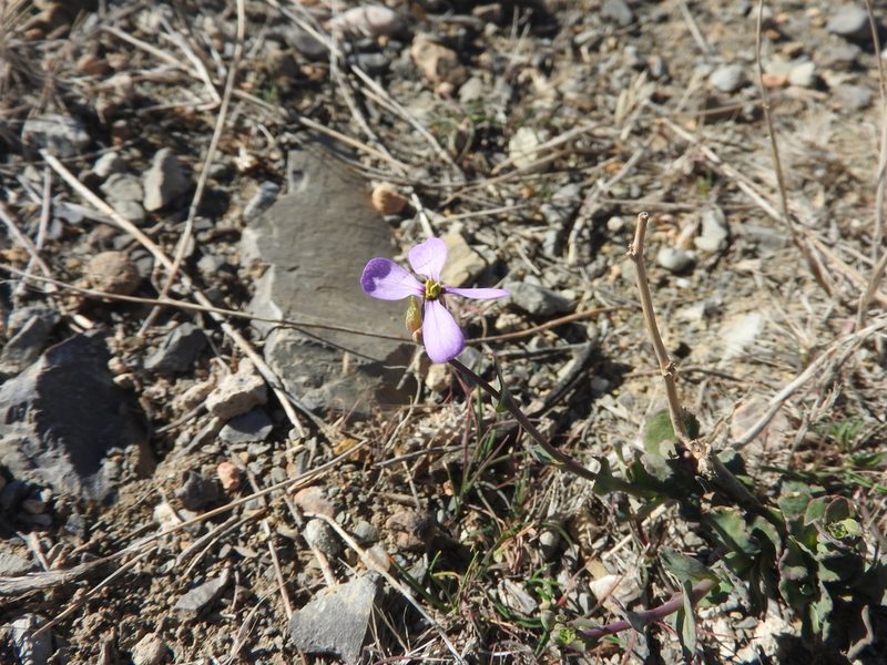 Moricandia suffruticosa, photographed by Abdenour Kheloufi