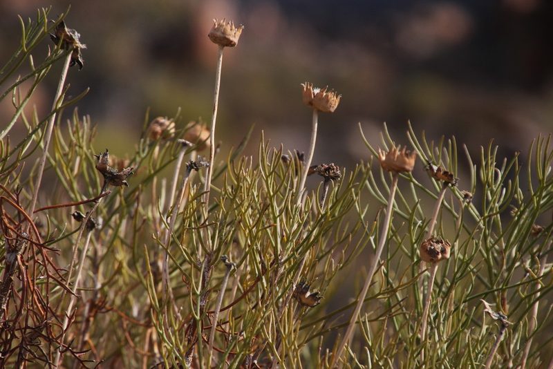 Euryops wageneri, photographed by Tony Rebelo