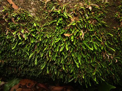 Aenigmatogrammitis stenophylla, photographed by Samuel Frankel