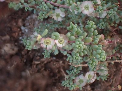 Maireana brevifolia, photographed by John Lyden