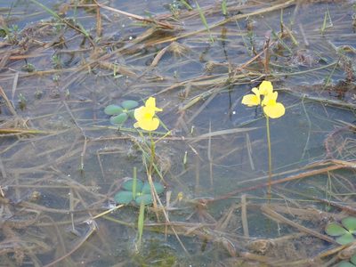Utricularia aurea, photographed by luluchouette
