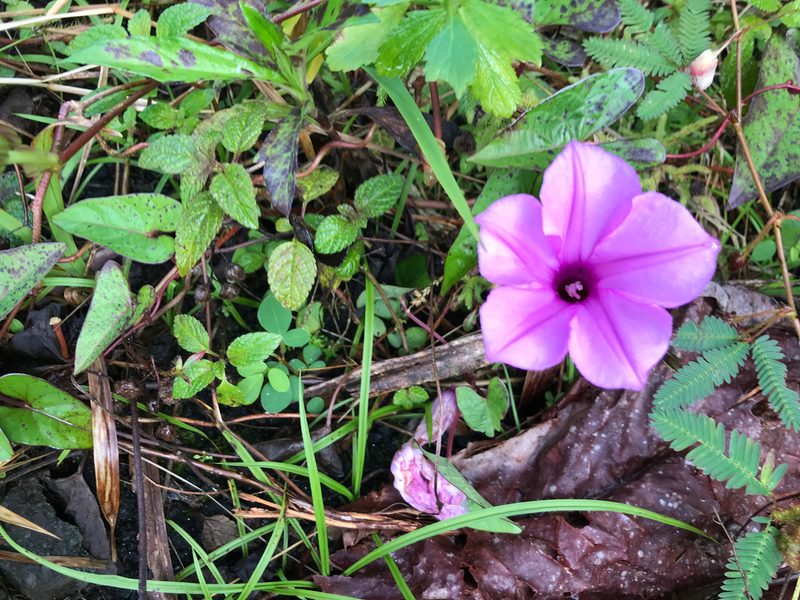 Ipomoea setifera, photographed by donbull